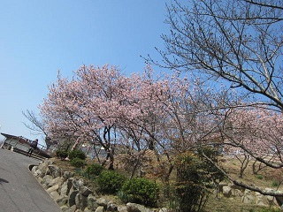 2・千光寺公園桜.JPG
