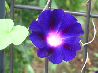 アサガオ・紫１.JPG