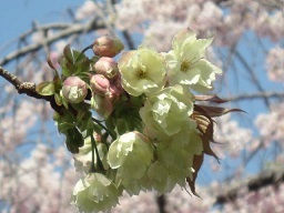ウコン桜・３.JPG