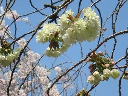 ウコン桜・４.JPG