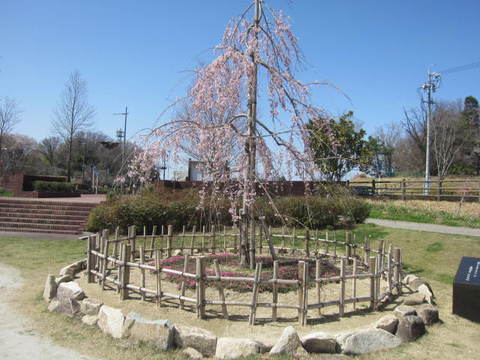 三春滝桜・１.JPG