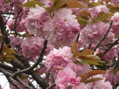 八重桜・６.JPG