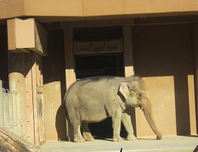 動物園・象１.JPG