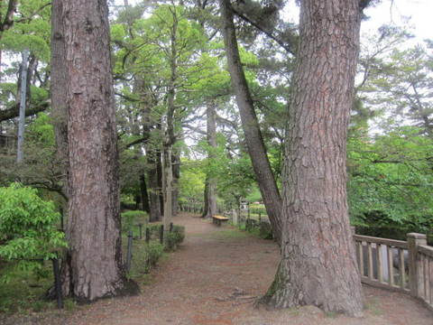 岡崎城・松の木.JPG