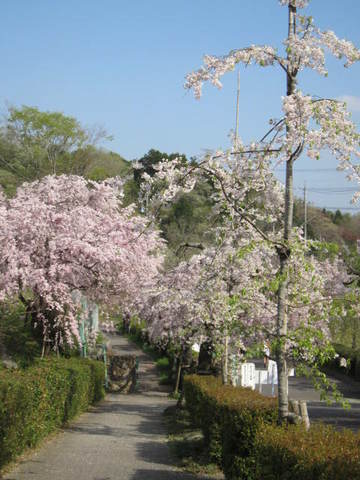 枝垂れ桜・１１.JPG