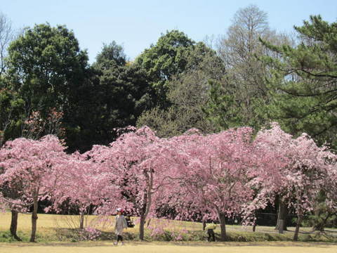 枝垂れ桜３.JPG
