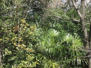 棕櫚の木.JPG