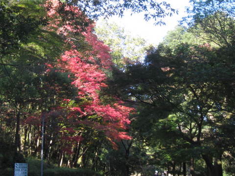 森林・紅葉１.JPG