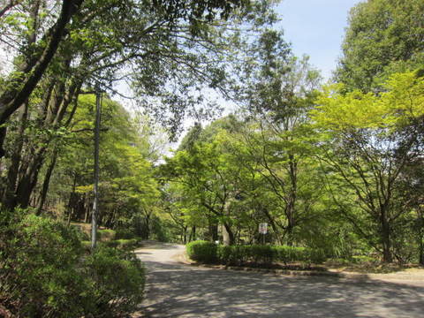 森林公園.JPG