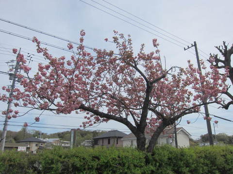 森林公園八重桜.JPG