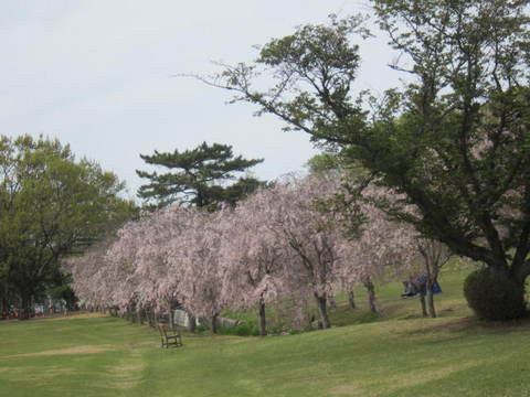 森林公園桜・３.JPG