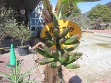 温室の花・バナナ１.JPG