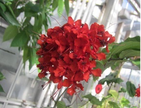 温室・赤い花.JPG
