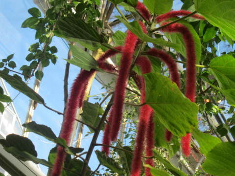 温室・赤い花１.JPG