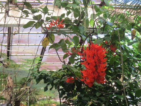 温室・赤い花２.JPG