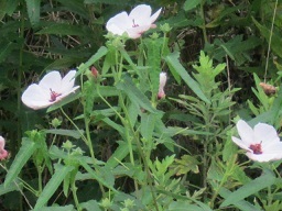 白い花.JPG