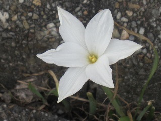 白い花・１.JPG