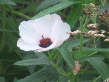白い花・２.JPG