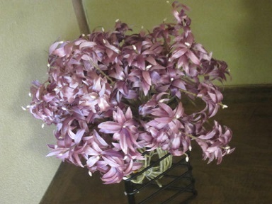 紫の花・１.JPG
