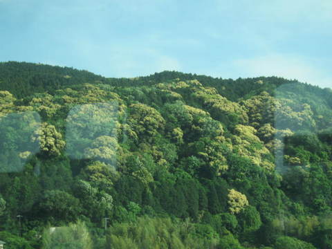緑の山・１.JPG