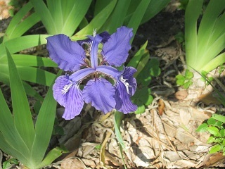菖蒲園・紫１.JPG