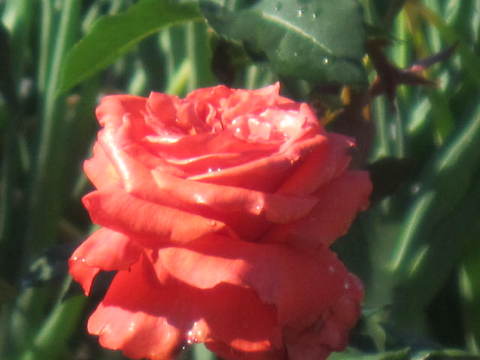 薔薇・赤１.JPG