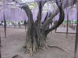 藤の木.JPG