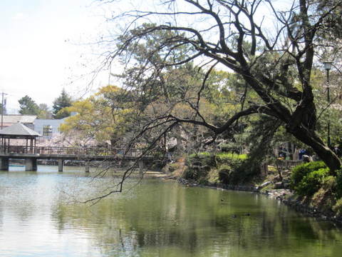 鶴舞・池と古木.JPG