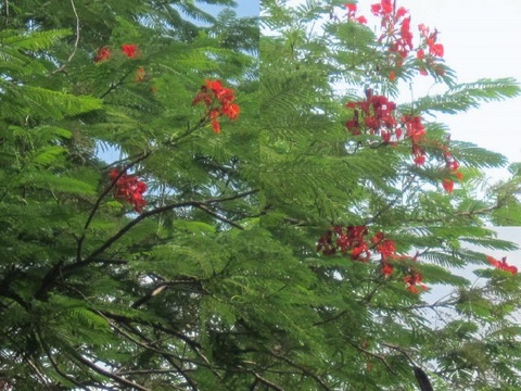 １・ホアンキム湖・赤い花.JPG