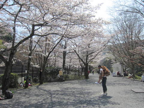 １・疏水公園桜.JPG