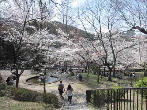 １・疏水公園桜１.JPG