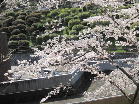 １・疏水桜.JPG
