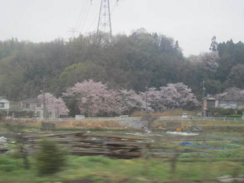 １０日帰路品野桜.JPG