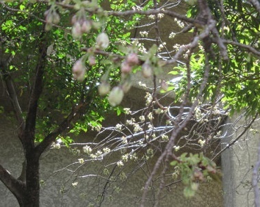 ２・ウコン桜.JPG