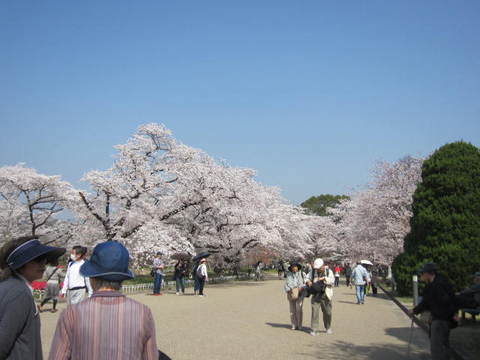 ２・植物園桜１.JPG