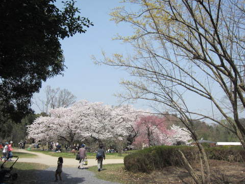 ２・植物園桜４.JPG