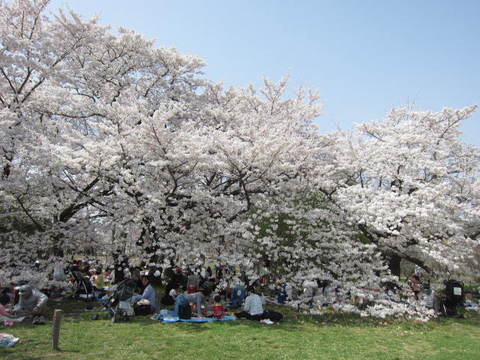 ２・植物園桜５.JPG