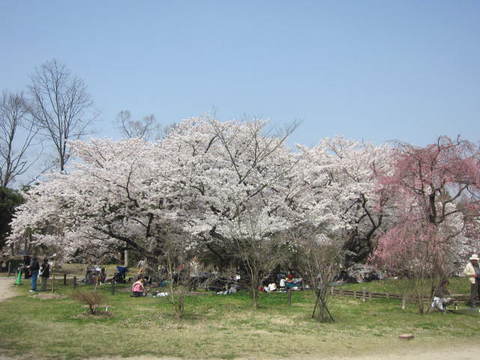 ２・植物園桜６.JPG