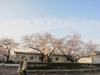 ２７・校門桜１.JPG