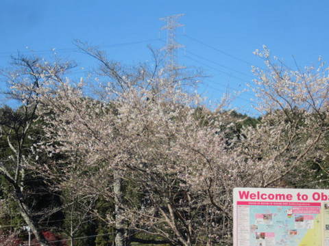 ３・四季桜.JPG
