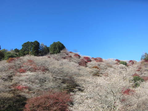 ３・四季桜と紅葉.JPG