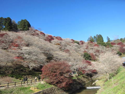 ３・四季桜と紅葉２.JPG