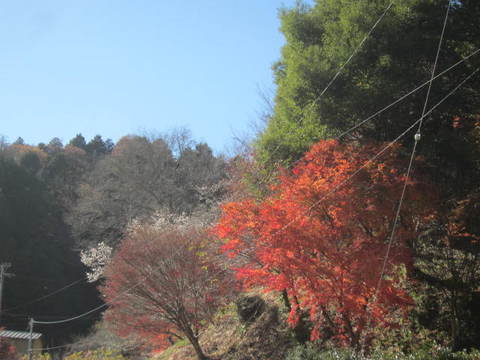 ３・四季桜と紅葉３.JPG