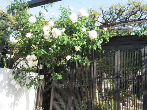 ３・k中庭白バラ.JPG