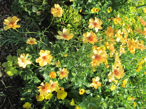 ４・黄色い花１.JPG