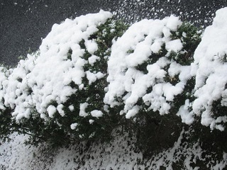 ６日・雪７.JPG